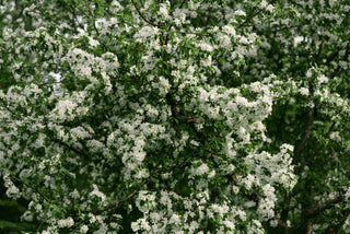 a photo of a cherry blossom tree.