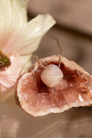 Ant on a fig with a blurred flower in the background